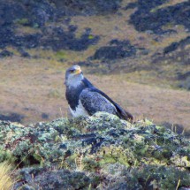 Watching Eagle - Aguila Mora